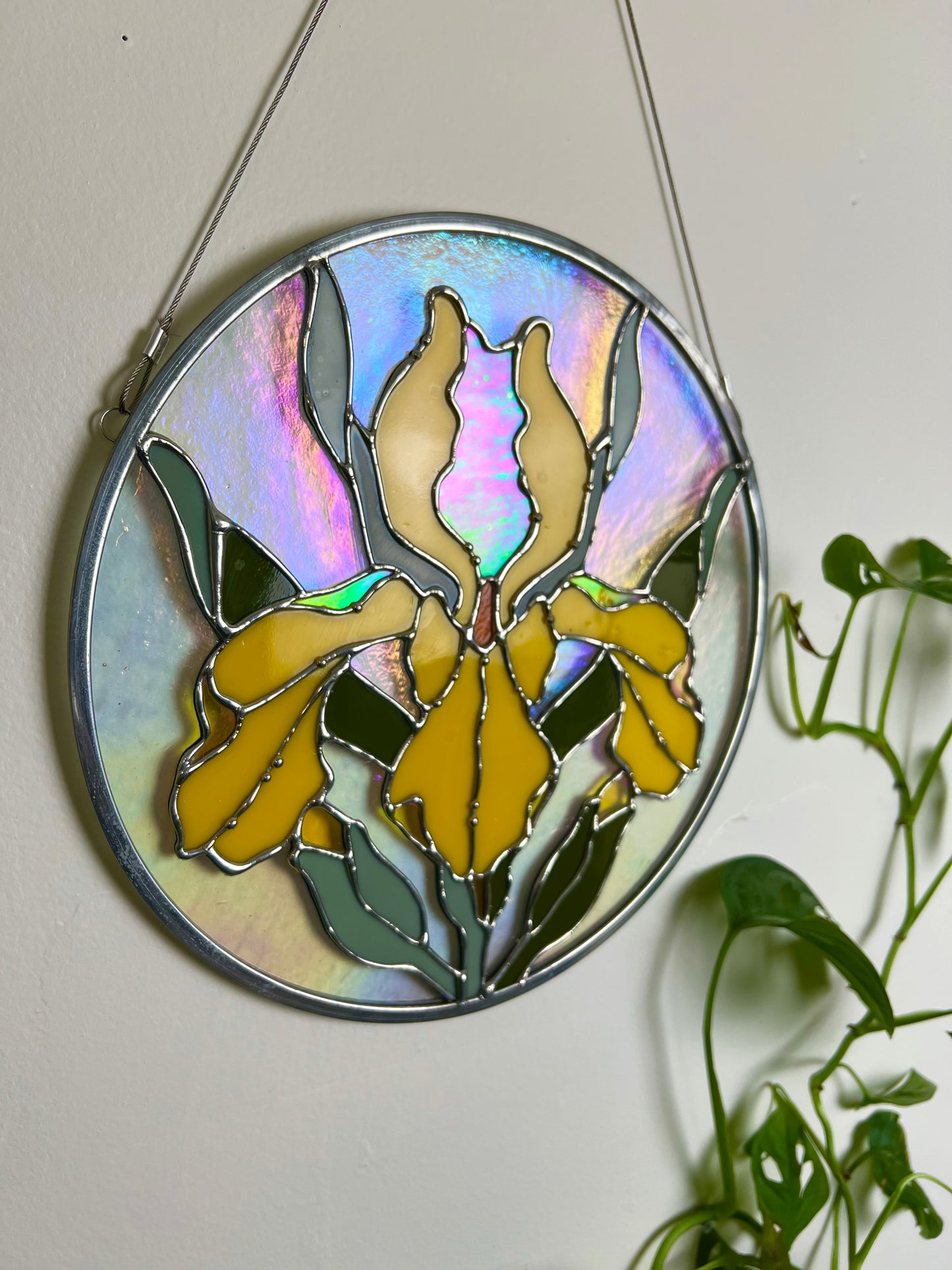 Golden iris