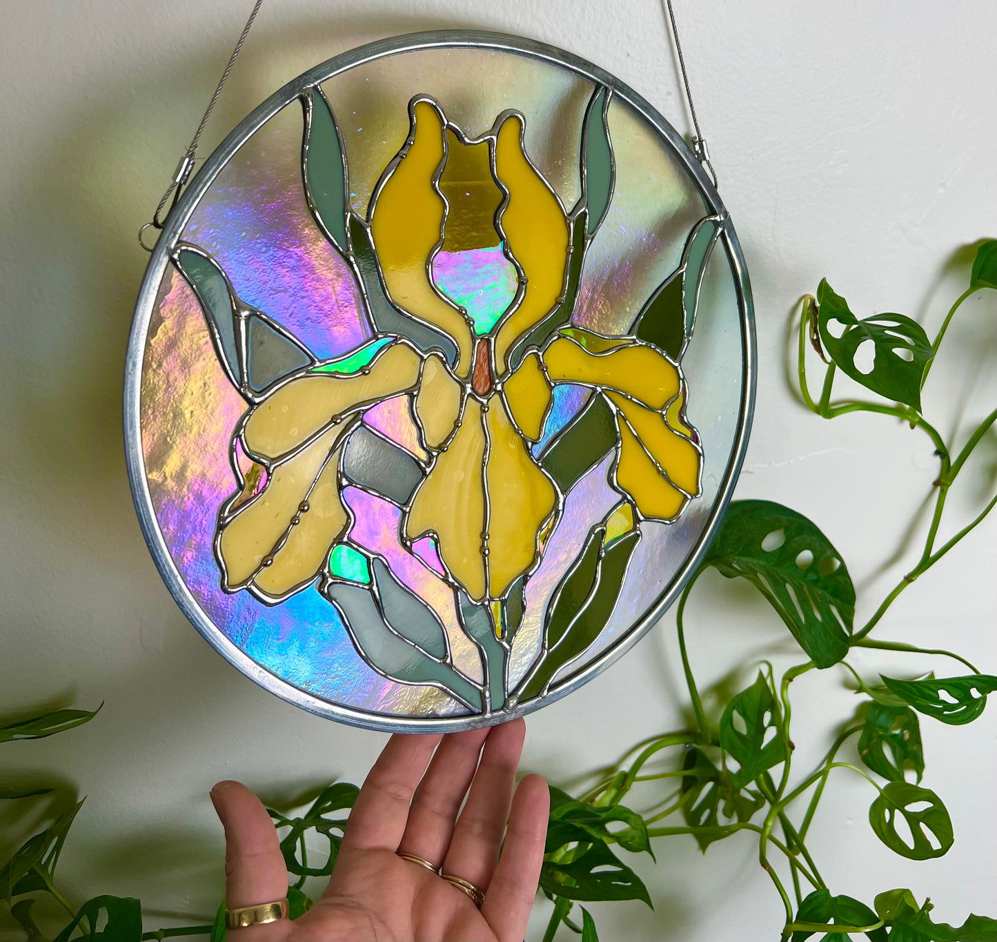 Golden iris