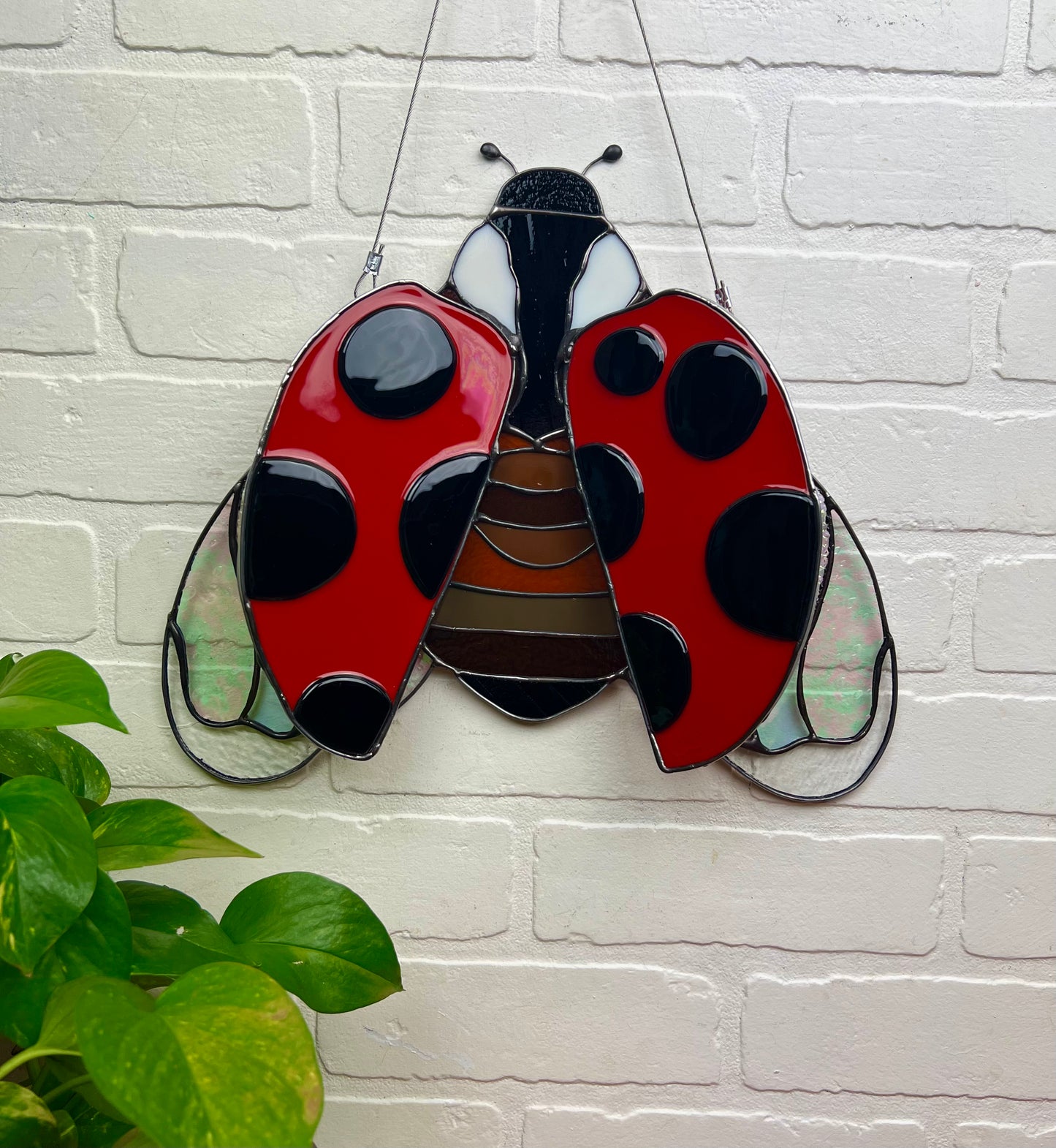 Ladybug