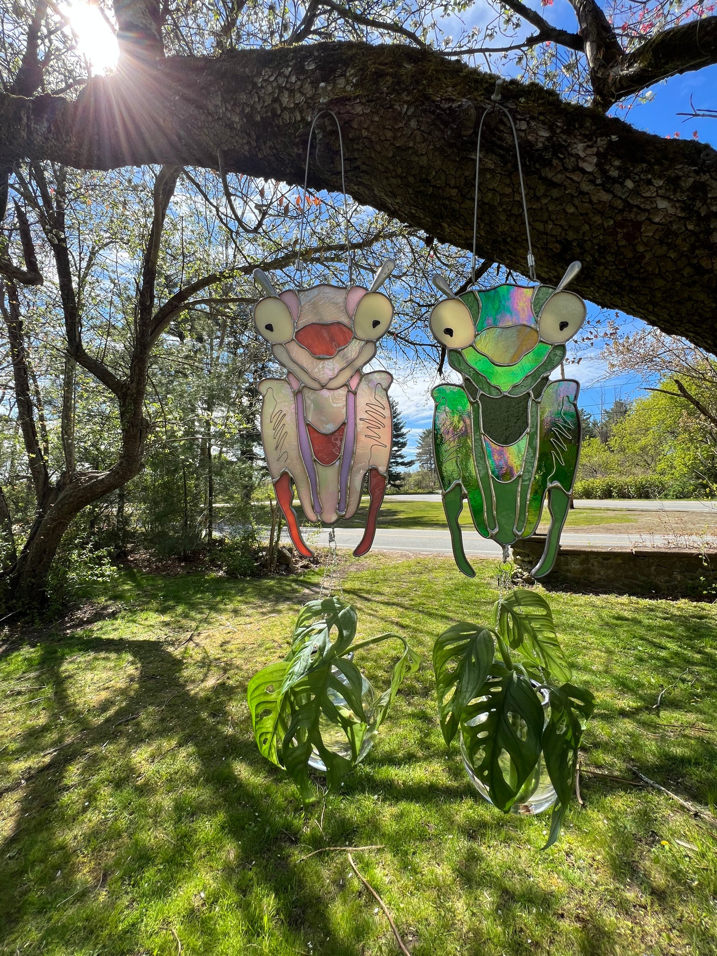 Praying Mantis Propagation