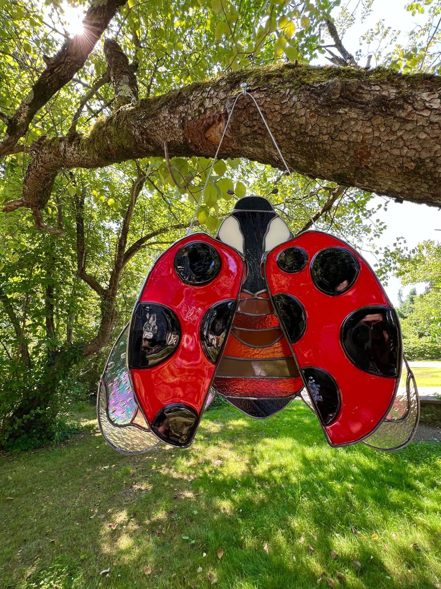 Ladybug