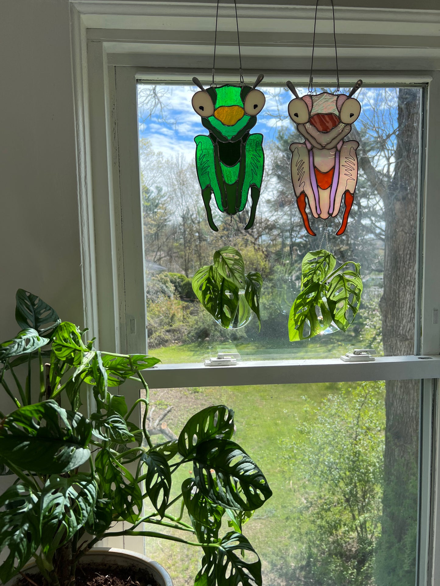 Praying Mantis Propagation