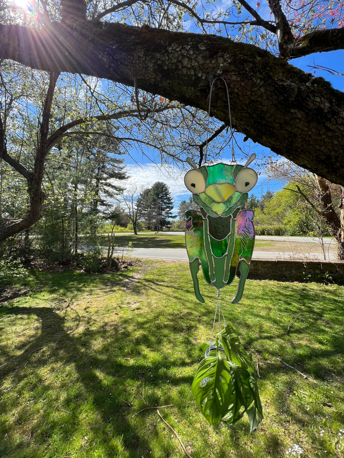 Praying Mantis Propagation