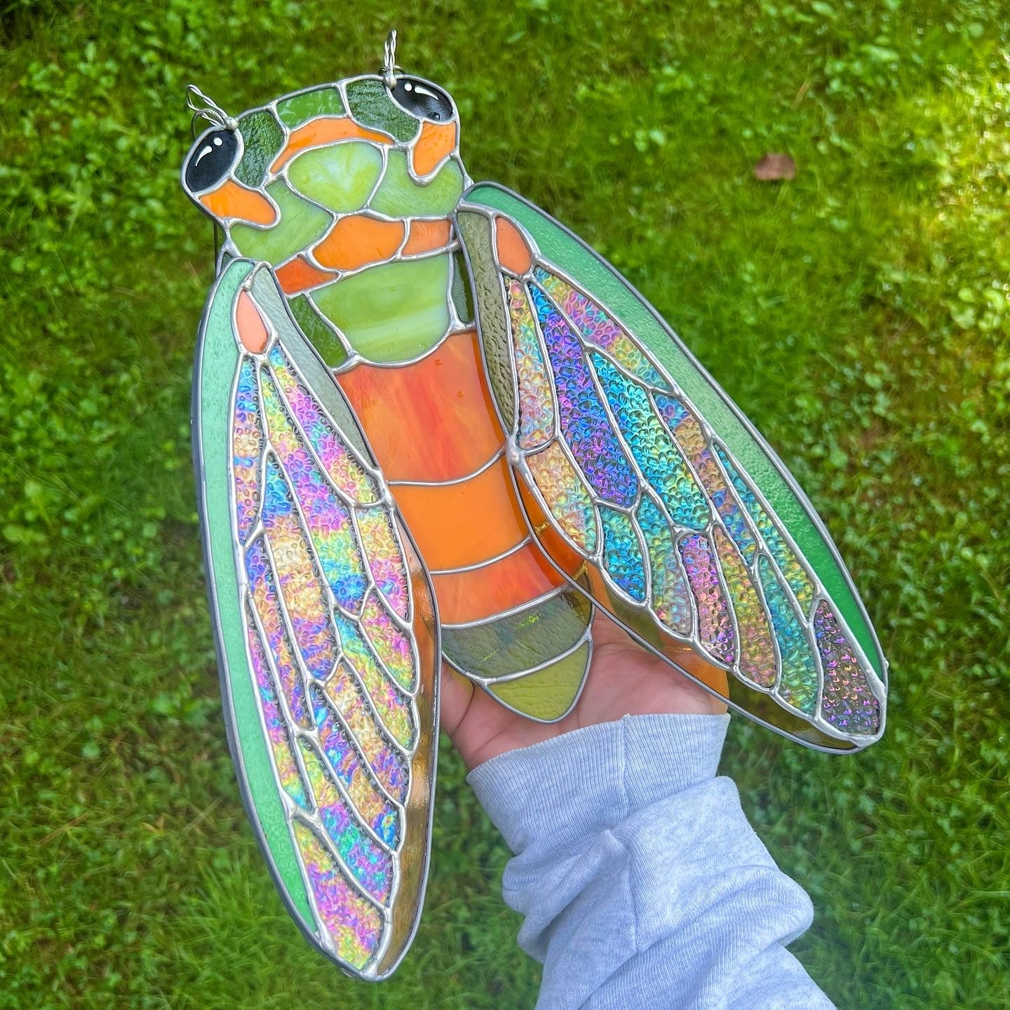 XL cicada