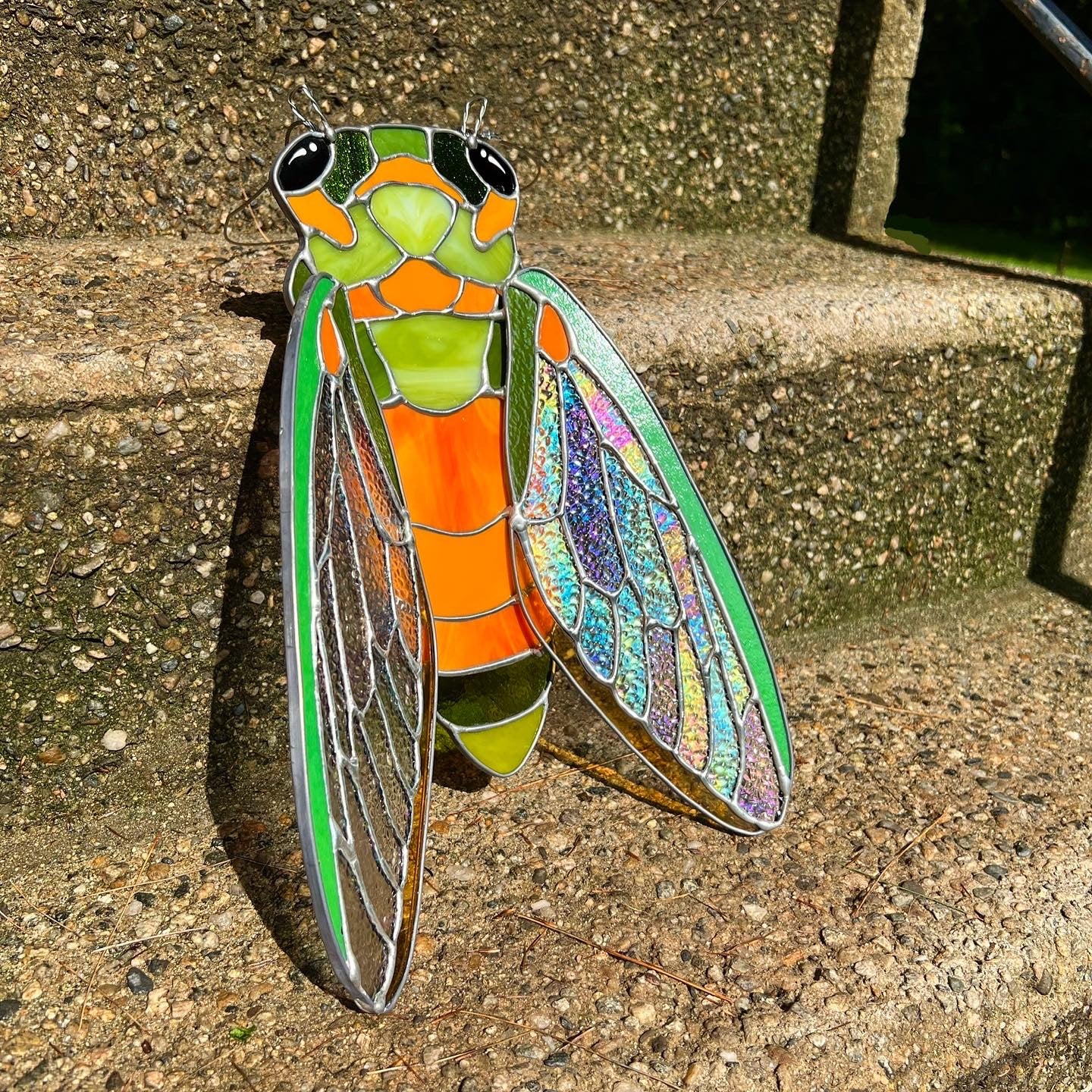 XL cicada