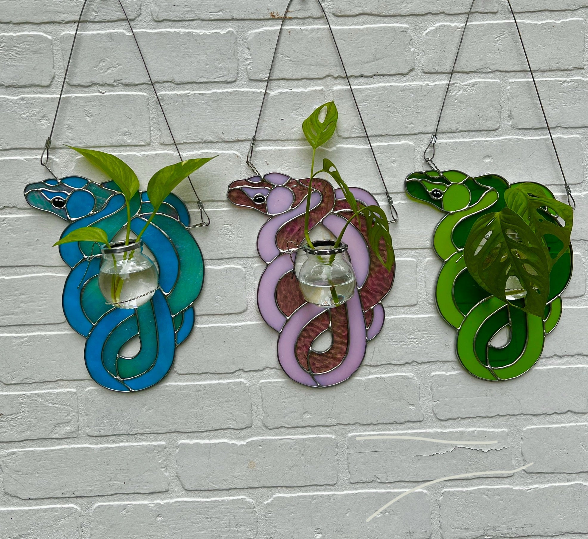 snake plant stained glass Snake Propagation π β Cold Heart Glass co