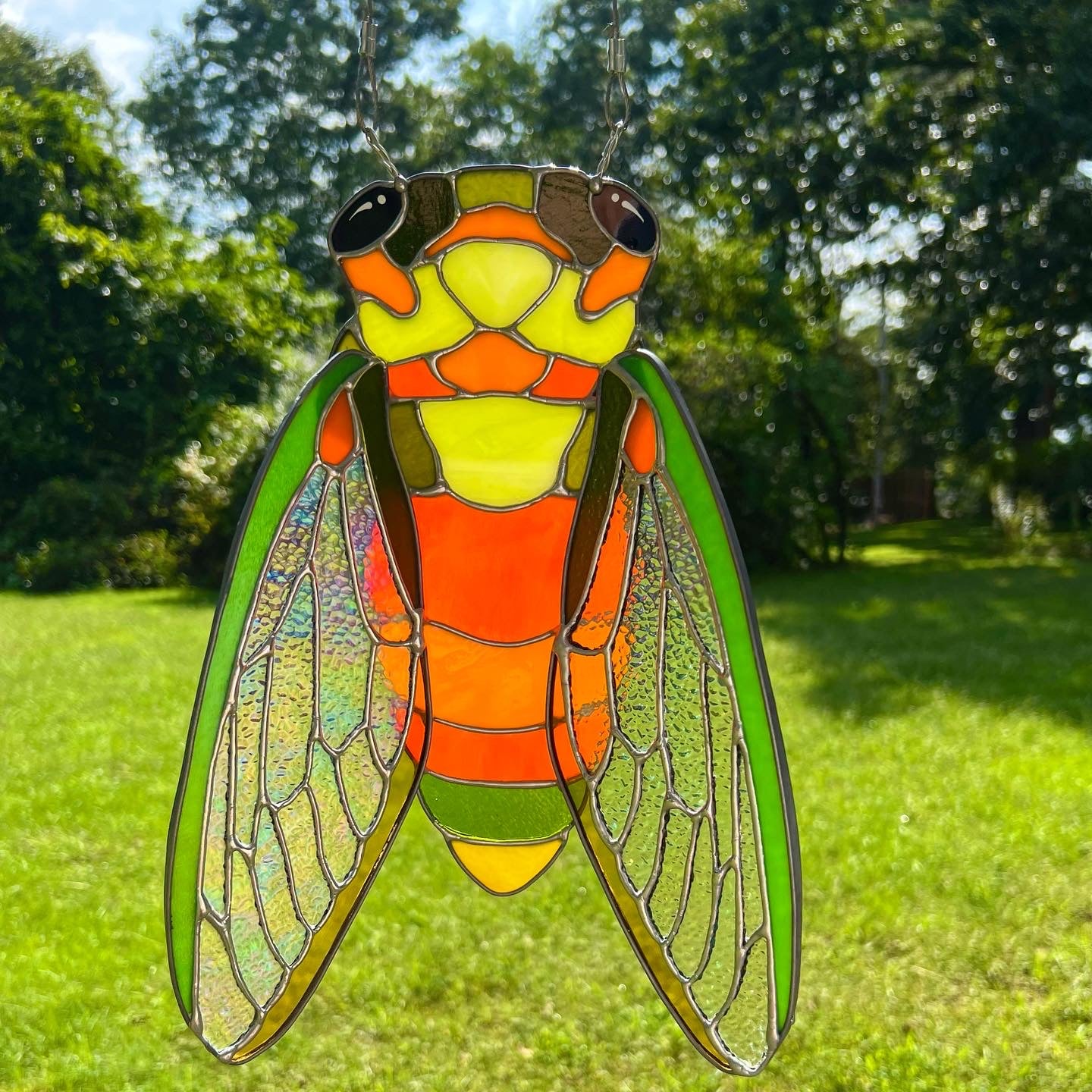 XL cicada