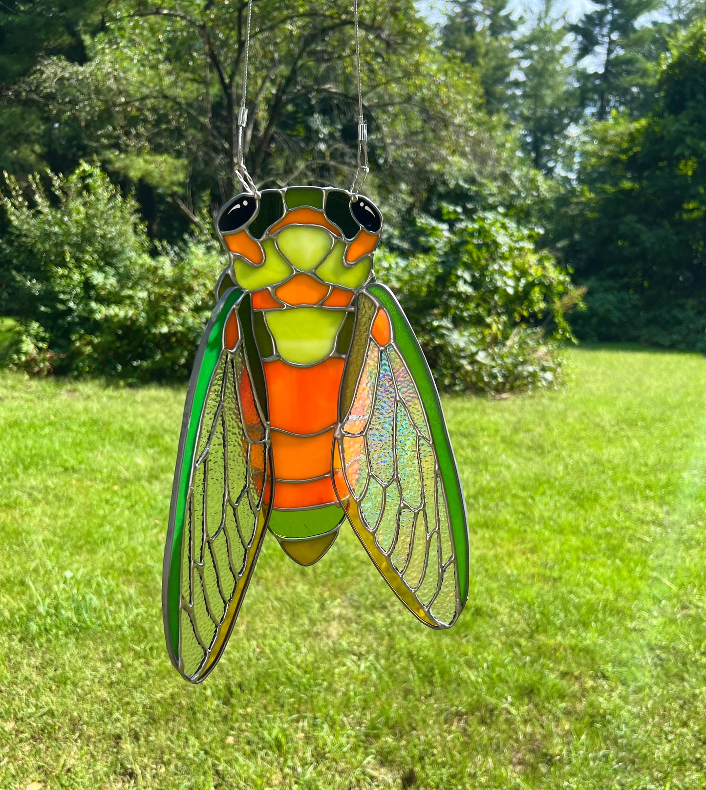 XL cicada